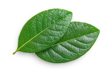 Obraz premium Caper Bush or Flinders Rose or Capparis spinosa delicate flowers close-up. Beautiful simple AI generated image