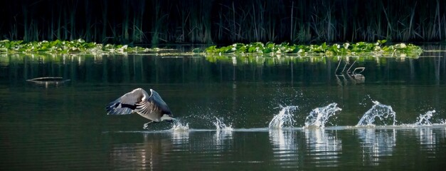 Canada geese cleaning in water after long flying in migration