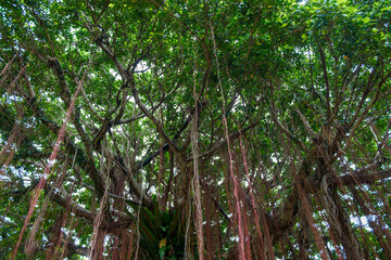 幸せを呼ぶ木、ガジュマルの大木