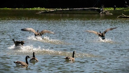 Canada geese landing on water for rest while migrating