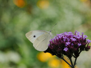Motyl bielinek rzepnik (Pieris rapae) na fioletowym kwiatku w ogrodzie