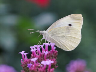 Motyl bielinek rzepnik (Pieris rapae) na fioletowym kwiatku w ogrodzie