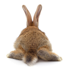 The back of a brown rabbit.