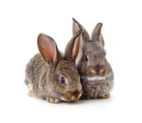 Two gray rabbits.