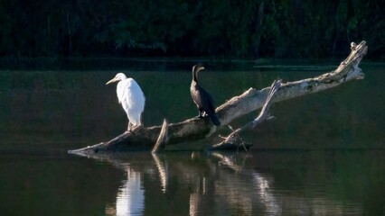 Egret and cormorant stay on woods peacefully