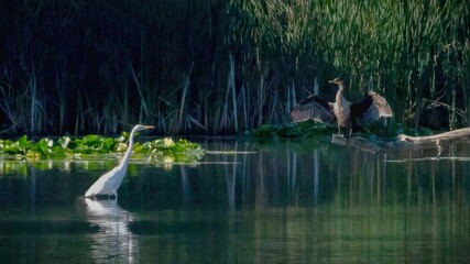 Egret and cormorant stay on woods peacefully