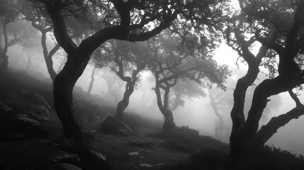 A shadowy woodland shrouded in fog, where gnarled trees stretch upward, evokes an eerie sense of the unknown