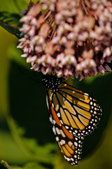 Monarch butterfly on milkweed flower at the Necedah National Wildlife Refuge, Babcock,  Necedah, Wisconsin