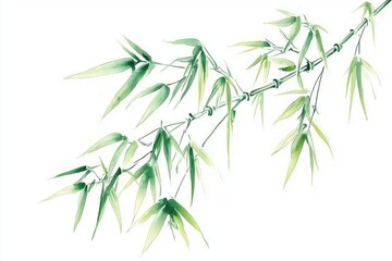 Obraz premium Delicate Bamboo Branch with Fresh Green Leaves on a White Background, Perfect for Natural or Zen-Inspired Designs and Artwork, Symbolizing Peace and Tranquility