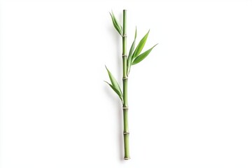 Fototapeta premium Fresh Green Bamboo Stem with Lush Leaves Isolated on White Background for Tranquil Nature Concepts, Wellness Themes, and Serene Botanical Designs