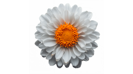White daisy flower, vibrant orange center, macro photography, detailed petals, soft lighting, pure white petals, botanical illustration, high contrast, crisp focus, isolated on white background