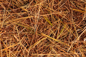 White Pine needles form carpet on Wisconsin forest floor in autumn within Lake Tomahawk State Park,...
