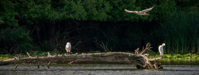 Seagulls flying over the resting egrets
