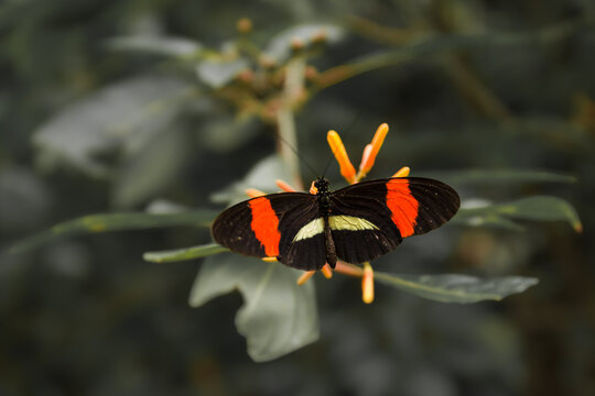 Red Postman (Heliconius erato) - a tropical butterfly drinking a nectar - Costa Rica
