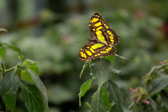 Metamorpha stelenes - a butterfly resting on a green leaf in a lush garden filled with colorful flora during daylight hours - Costa Rica - Powered by Adobe