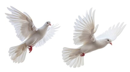 Fototapeta premium Dove White Background. Collage of Two Free Flying Doves with Spread Wings