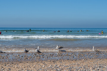 Seagulls on the beach of Morocco