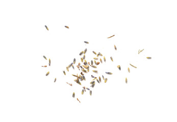 Dry lavender flowers isolated, scattered lavandula perfume buds, petals, fragrance lilac blossoms, herbs