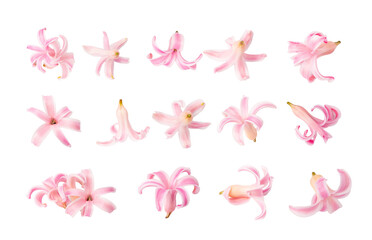 Pink Hyacinth Petals Isolated, Small Hyacinth Flowers