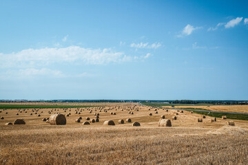 A field of golden wheat with a clear blue sky above