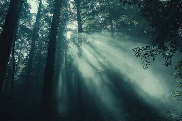 Misty Forest with Sun Rays