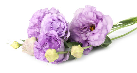 Beautiful violet eustoma flowers with green leaves isolated on white