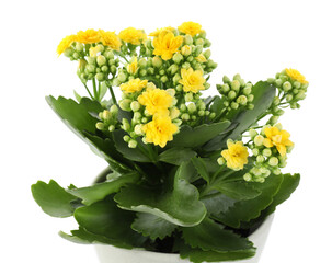 One beautiful kalanchoe flower in pot isolated on white