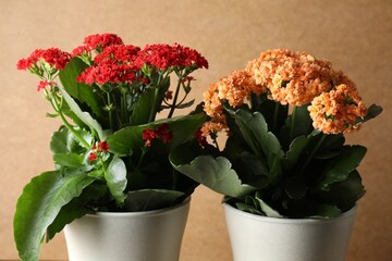 Different beautiful kalanchoe flowers in pots against beige background, closeup