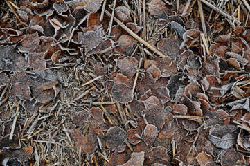 a close-up of a frosty forest floor covered in dead leaves, twigs, and dried grass