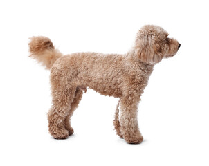 Cute Toy Poodle dog on white background. Lovely pet