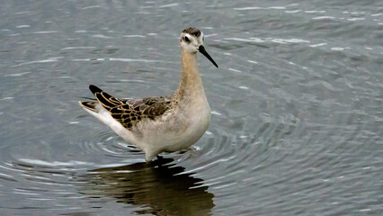 Red-necked phalarope standing in the water