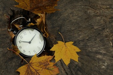 Autumn time. Alarm clock in tree stump outdoors, closeup