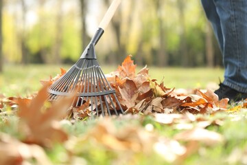 Man gathering fallen leaves with fan rake outdoors, closeup