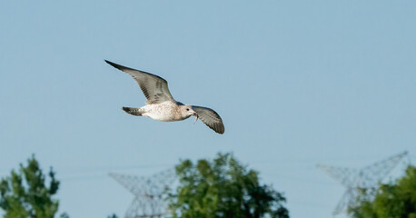 Seagull soaring in the sky