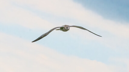 Seagull soaring in the sky