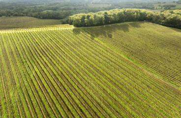 Lignes des vignes