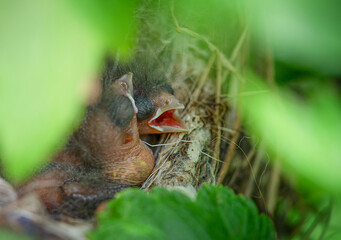 Newly hatched chicks in the nest