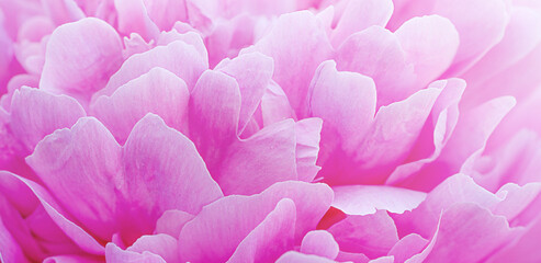 Peony petals close up