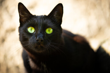 Black cat with shiny fur