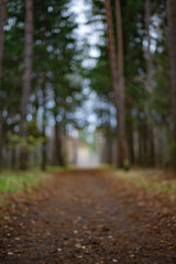 Obraz premium Blurred Forest Pathway. Autumn Leaves and Colors