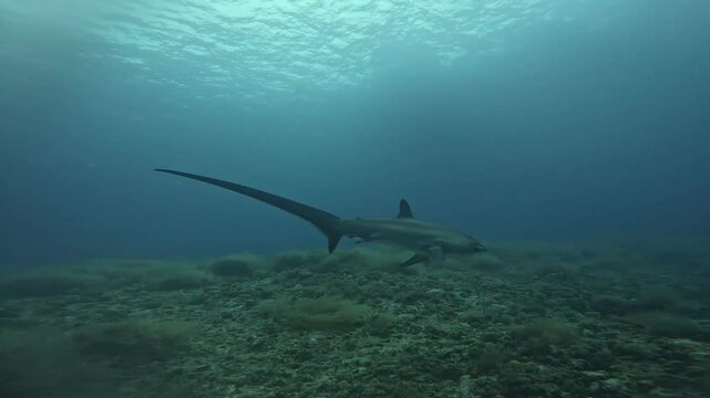Incredible underwater shot of a Thresher shark swimming slowly in the clear water of Philippines. Diving trip day to Malapascua island, swimming with sharks in the ocean. Beautiful marine life.