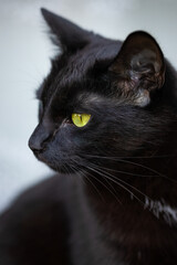 Black cat with shiny fur