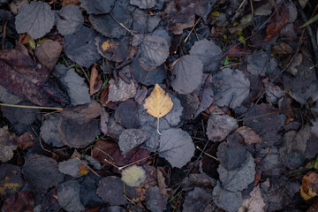 Yellow Leaf stands out prominently in a Sea of Dark Fallen Leaves all around 