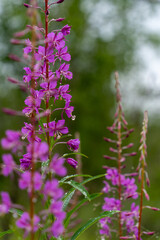 Obraz premium Vibrant Pink Wildflowers in Full Bloom