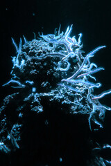 Schlangenstern - brittle star - Ophiura texturata