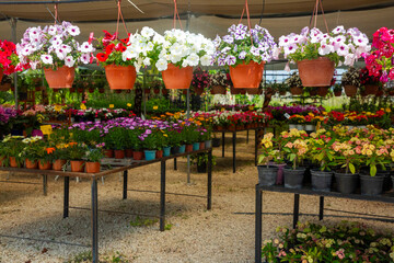 Flower greenhouse with various flowers and petunias