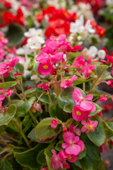 Colorful begonia (Begonia spp.) plant in brown pot,very beautiful.Blurred flower background.