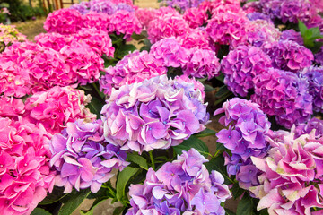 Hydrangea macrophylla flower in garden