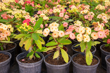 Euphorbia milii is one of over 2000 species of the genus Euphorbia. The original species was named E. milii variety splendens E.splendens.