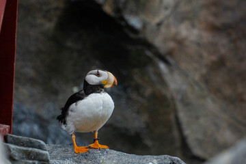 Puffin bird standing on a rock against a blurred background